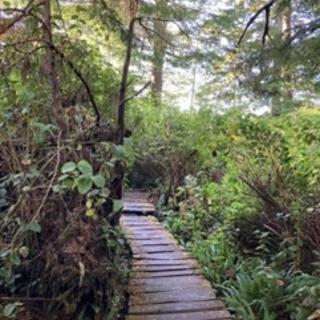 Walking path made of wood crossing through a green forest.